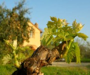 AGRITURISMO LE QUERCIOLINE